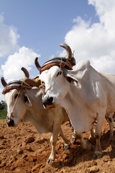 Vinales, Cuba Tobacco Farming